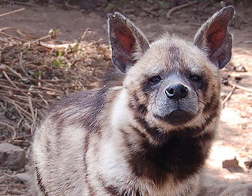 Striped Hyena (Hyaena hyaena)