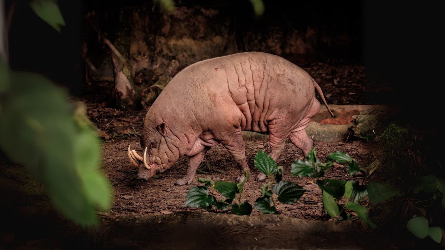 Meet the Buru babirusa: The mysterious deer-pig of Indonesia's rainforests