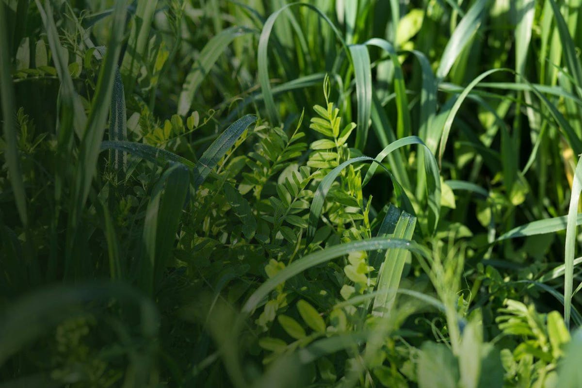 Soil Management