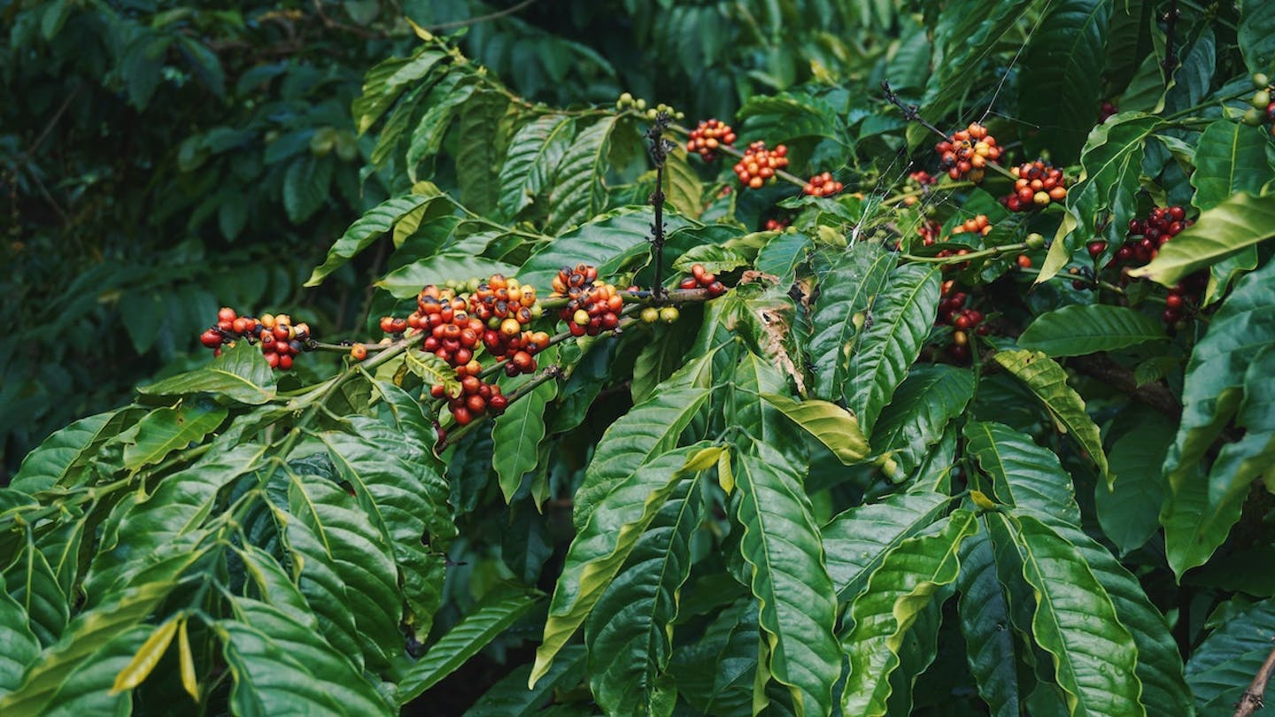 From loggers to forest protectors: agroforestry changed this community in Indonesia