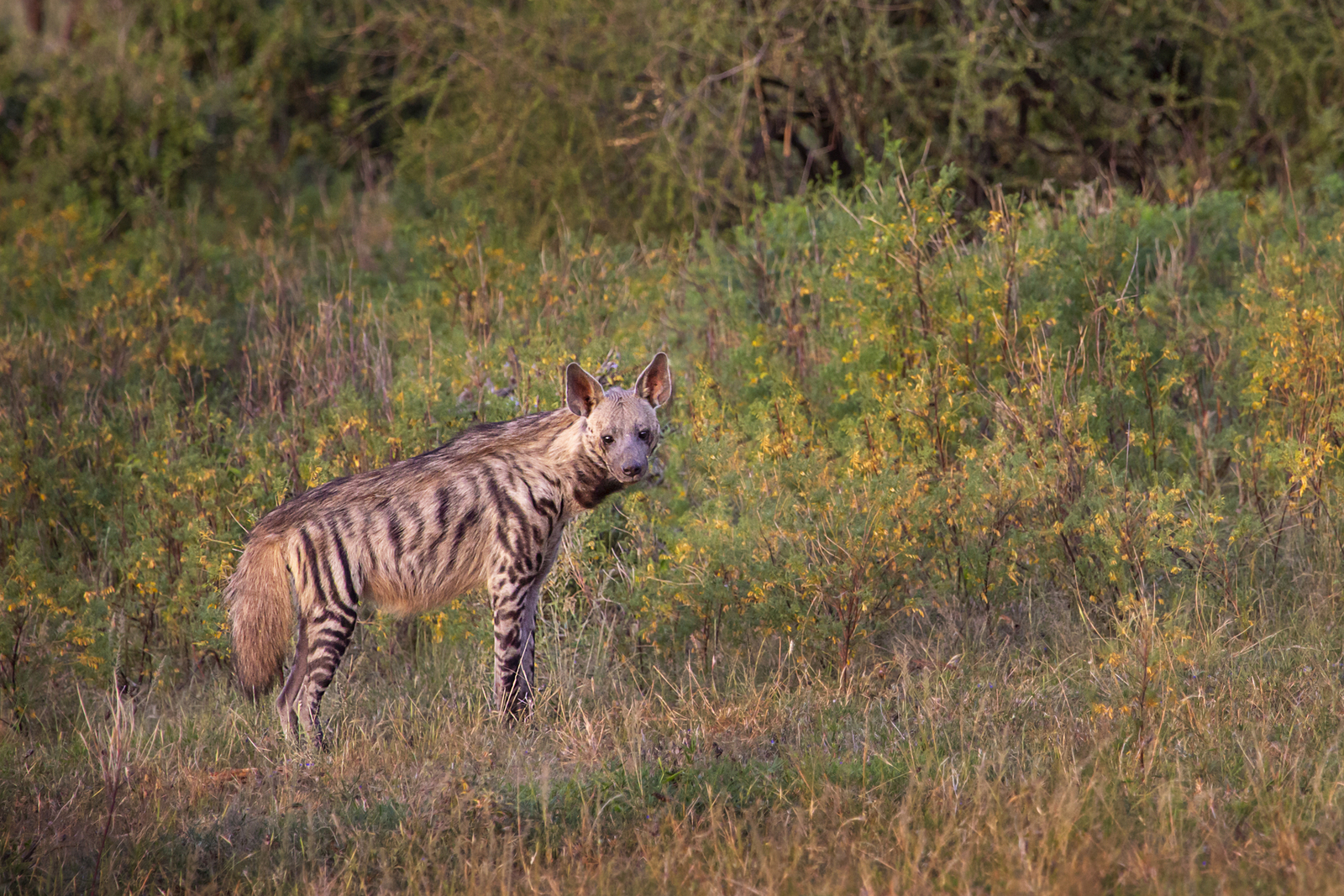 Striped hyena in Samburu, Kenya, Africa. Image Credit: © Turfantastik, Dreamstime.