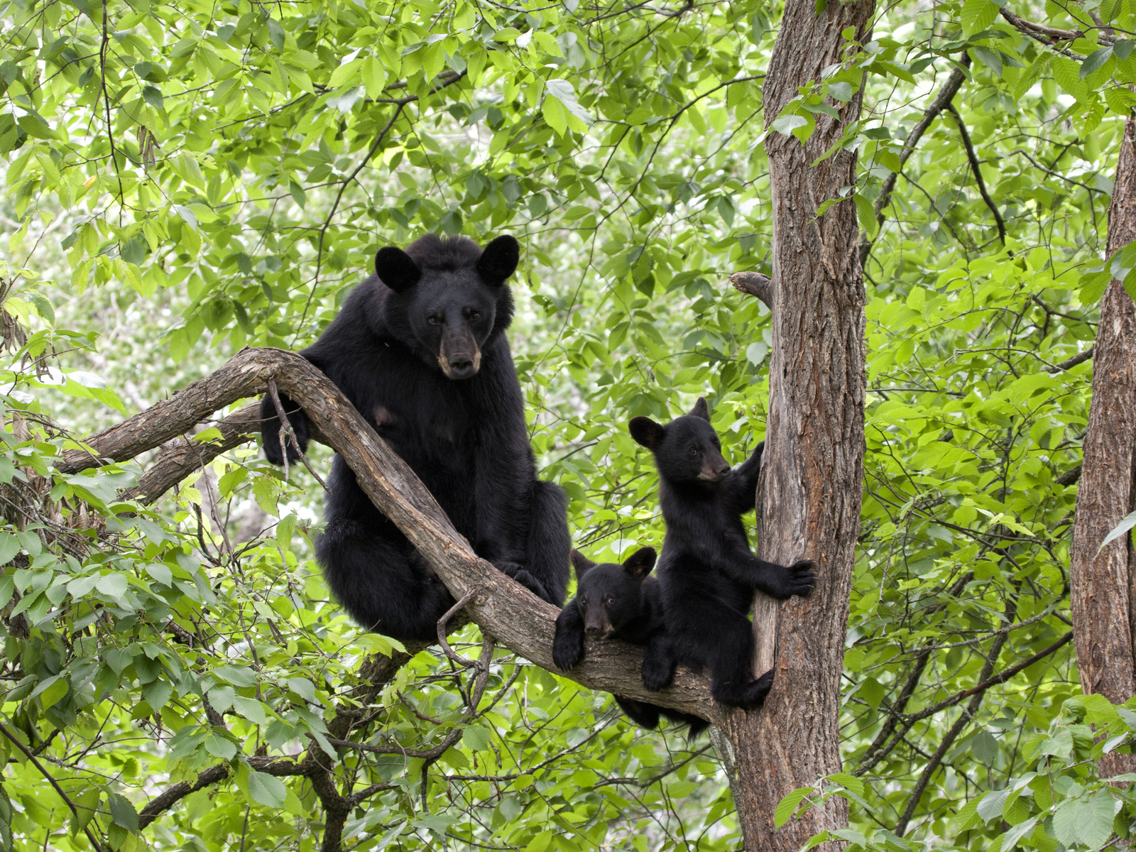 A mother black bear in a tree with her two cubs. Image Credit: © Dssimages, Dreamstime.