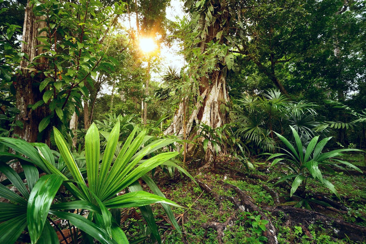 Central America Realm