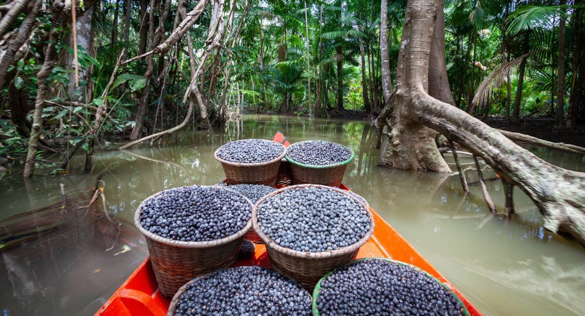 Perennial | Superfoods