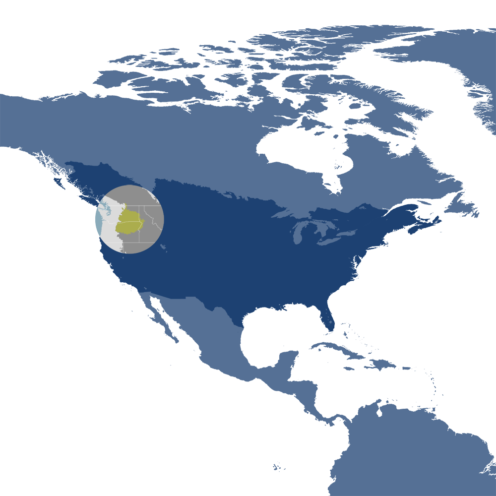 American black bears are the iconic species of the Columbia Plateau & Blue Mountains bioregion (NA17), located in the American West subrealm of Northern America.